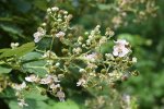 Bloeiwijze van de dijkviltbraam (Rubus armeniacus) (Foto: Krzysztof Ziarnek, Kenraiz, Wikimedia Commons, 2021)