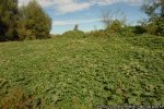 Woekerende Oosterse hop (Humulus scandens) Foto: Guillaume Fried via https://gd.eppo.int/