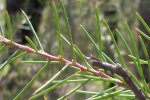 Naaldachtige bladeren van hakea (Hakea sericea) (Foto: John Tann, Wikimedia Commons, 2009) 