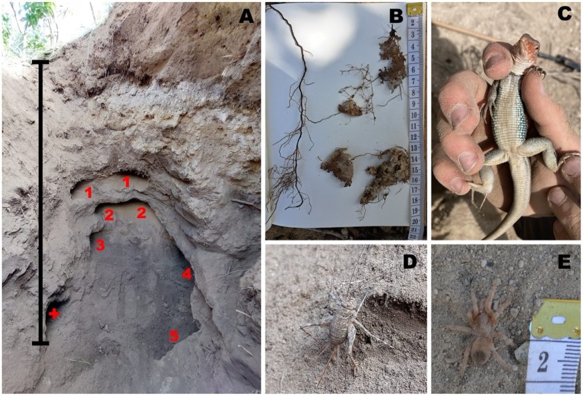 Photos of a partially excavated nest complex and species found on Sint Eustatius: (A) Multiple old tunnels (numbered) and one nesting chamber (plus sign), with the scale showing a depth of 1.20 m; (B) roots of the Bourreria succulenta tree growing among eggs in an old nesting chamber; (C–E) several species found in closed tunnels, (C) an ameiva caught at a depth of 72 cm, (D) a cricket at a depth of 50 cm, and (E) a young tarantula found at a depth of 110 cm. Credits: Julian Thibaudier en Thijs van den Burg