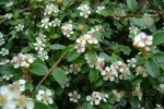 Detail bloemen groenblijvende dwergmispel (Cotoneaster dammeri) (Foto: Tuinen van Appeltern, 2022) 