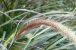 Fraai Lampenpoetsergras (Pennisetum setaceum) [bron: Dinesh Valke, Wikimedia Commons, 2007]