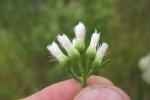 Detail bloem struikaster (Baccharis halimifolia) (Foto: Macleay Grass Man, Wikimedia Commons, 2010) 