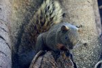 Detail rug en staart Pallas’ eekhoorn (Callosciurus erythraeus) (Foto: J. Patrick Fischer, Wikimedia Commons, 2010)