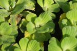 Watersla, Pistia stratiotes (Foto Wikimedia Commons, Agnieszka Kwiecień, Nova)